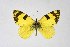  ( - DNAwthEuchloe014)  @11 [ ] copyright (2023) Wolfgang tenHagen Unspecified