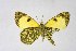  ( - DNAwthEuchloe001)  @11 [ ] copyright (2023) Wolfgang tenHagen Unspecified