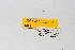  ( - DNAwthEuchloe003)  @11 [ ] copyright (2023) Wolfgang tenHagen Unspecified