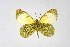  ( - DNAwthEuchloe004)  @11 [ ] copyright (2023) Wolfgang tenHagen Unspecified