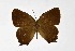  ( - DNAwthSatyrium291)  @11 [ ] Copyright (2023) Unspecified Unspecified