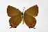  ( - DNAwthSatyrium291)  @11 [ ] Copyright (2023) Unspecified Unspecified