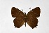  ( - DNAwthSatyrium292)  @11 [ ] Copyright (2023) Unspecified Unspecified