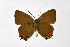  ( - DNAwthSatyrium292)  @11 [ ] Copyright (2023) Unspecified Unspecified