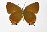  ( - DNAwthSatyrium293)  @11 [ ] Copyright (2023) Unspecified Unspecified