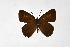 ( - DNAwthSatyrium298)  @11 [ ] Copyright (2023) Unspecified Unspecified