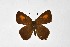  ( - DNAwthSatyrium299)  @11 [ ] Copyright (2023) Unspecified Unspecified