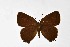  ( - DNAwthSatyrium300)  @11 [ ] Copyright (2023) Unspecified Unspecified