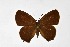  ( - DNAwthSatyrium301)  @11 [ ] Copyright (2023) Unspecified Unspecified
