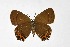  ( - DNAwthSatyrium301)  @11 [ ] Copyright (2023) Unspecified Unspecified