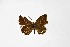 ( - DNAwthTarucus038)  @11 [ ] Copyright (2023) Unspecified Unspecified