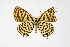  ( - DNAwthTarucus039)  @11 [ ] Copyright (2023) Unspecified Unspecified
