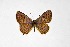  ( - DNAwthTarucus040)  @11 [ ] Copyright (2023) Unspecified Unspecified