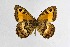 (Kanetisa digna - DNAwthChazara001)  @11 [ ] Copyright (2024) Wolfgang ten Hagen Unspecified