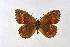  ( - DNAwthChazara002)  @11 [ ] Copyright (2024) Wolfgang ten Hagen Unspecified