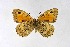  ( - DNAwthChazara002)  @11 [ ] Copyright (2024) Wolfgang ten Hagen Unspecified