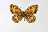  ( - DNAwthChazara003)  @11 [ ] Copyright (2024) Wolfgang ten Hagen Unspecified
