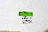  ( - DNAwthChazara003)  @11 [ ] Copyright (2024) Wolfgang ten Hagen Unspecified
