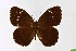  ( - DNAwthSatyrus001)  @11 [ ] Copyright (2024) Wolfgang ten Hagen Unspecified