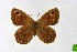  ( - DNAwthSatyrus016)  @11 [ ] Copyright (2024) Wolfgang ten Hagen Unspecified