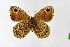  ( - DNAwthSatyrus016)  @11 [ ] Copyright (2024) Wolfgang ten Hagen Unspecified