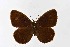  ( - DNAwthSatyrus017)  @11 [ ] Copyright (2024) Wolfgang ten Hagen Unspecified