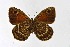  ( - DNAwthSatyrus017)  @11 [ ] Copyright (2024) Wolfgang ten Hagen Unspecified