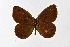  ( - DNAwthSatyrus018)  @11 [ ] Copyright (2024) Wolfgang ten Hagen Unspecified