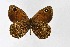 ( - DNAwthSatyrus018)  @11 [ ] Copyright (2024) Wolfgang ten Hagen Unspecified
