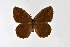  ( - DNAwthSatyrus031)  @11 [ ] Copyright (2024) Wolfgang ten Hagen Unspecified