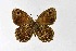  ( - DNAwthSatyrus031)  @11 [ ] Copyright (2024) Wolfgang ten Hagen Unspecified