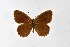  ( - DNAwthSatyrus034)  @11 [ ] Copyright (2024) Wolfgang ten Hagen Unspecified