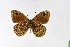  ( - DNAwthSatyrus034)  @11 [ ] Copyright (2024) Wolfgang ten Hagen Unspecified