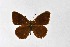  ( - DNAwthSatyrus035)  @11 [ ] Copyright (2024) Wolfgang ten Hagen Unspecified
