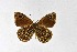  ( - DNAwthSatyrus035)  @11 [ ] Copyright (2024) Wolfgang ten Hagen Unspecified