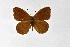  ( - DNAwthSatyrus036)  @11 [ ] Copyright (2024) Wolfgang ten Hagen Unspecified