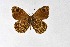 ( - DNAwthSatyrus036)  @11 [ ] Copyright (2024) Wolfgang ten Hagen Unspecified