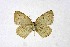  (Bothrinia - DNAwthCupido080)  @11 [ ] Copyright (2024) Wolfgang ten Hagen Unspecified