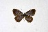  ( - DNAwthCupido079)  @11 [ ] Copyright (2024) Wolfgang ten Hagen Unspecified
