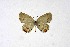  (Cupido lacturnus - DNAwthCupido079)  @11 [ ] Copyright (2024) Wolfgang ten Hagen Unspecified