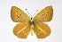  ( - DNAwthAgrodiaetus001)  @11 [ ] copyright (2024) Wolfgang ten Hagen Unspecified