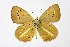  ( - DNAwthAgrodiaetus002)  @11 [ ] copyright (2024) Wolfgang ten Hagen Unspecified