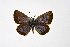  ( - DNAwthTuranana019)  @11 [ ] copyright (2024) Wolfgang ten Hagen Unspecified
