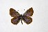  ( - DNAwthTuranana021)  @11 [ ] copyright (2024) Wolfgang ten Hagen Unspecified