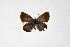  ( - DNAwthTuranana023)  @11 [ ] copyright (2024) Wolfgang ten Hagen Unspecified