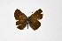  ( - DNAwthTuranana025)  @11 [ ] copyright (2024) Wolfgang ten Hagen Unspecified