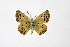  ( - DNAwthTuranana033)  @11 [ ] copyright (2024) Wolfgang ten Hagen Unspecified