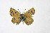 ( - DNAwthTuranana034)  @11 [ ] copyright (2024) Wolfgang ten Hagen Unspecified
