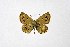  ( - DNAwthTuranana036)  @11 [ ] copyright (2024) Wolfgang ten Hagen Unspecified