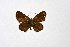  ( - DNAwthTuranana038)  @11 [ ] copyright (2024) Wolfgang ten Hagen Unspecified
